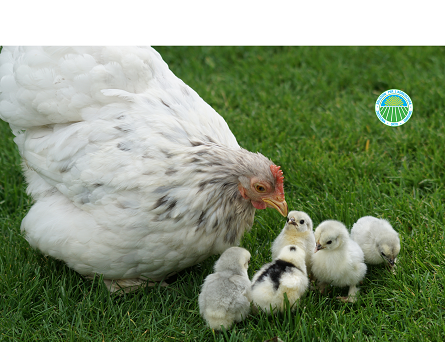 zootecnia galline e polli pollame da cortile