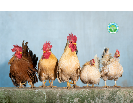 zootecnia da cortile pollame e galline da cortile