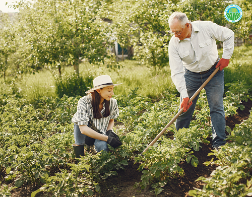 Guida definitiva piantare ortaggi piantare ortaggi passo dopo passo
