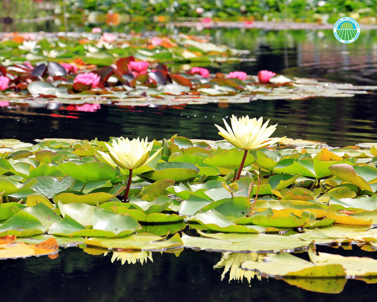 laghetto manutezione fiori