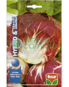 CHICORY RED BALL 5 selez. Tede COLECCIÓN ESPECIAL CHICORY RED BALL 5 selez. Tede COLECCIÓN ESPECIAL