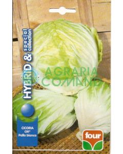 ACHICORIA O BOLA BLANCA COLECCIÓN ESPECIAL