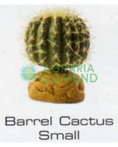 CACTUS BARRIL PEQUEÑO - PLANTAS DEL DESIERTO