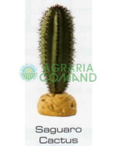 CACTUS SAGUARO - PLANTAS DEL DESIERTO