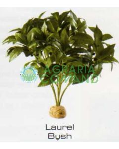LAUREL - PLANTAS DE LA SELVA TROPICAL