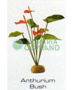 ANTHURIUM BUSH - PLANTAS DE LA SELVA TROPICAL