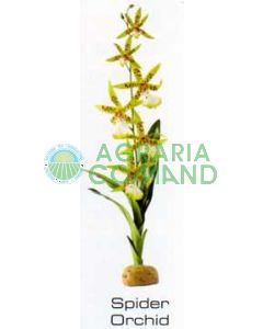 ORQUÍDEA ARAÑA - PLANTAS DE LA SELVA TROPICAL