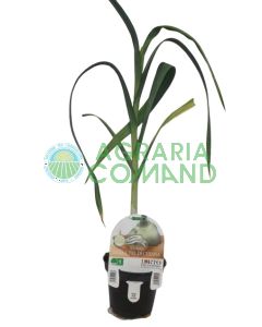 Planta Aglione della Val di Chiana