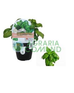 Geniale Planta aromática de albahaca de la Riviera