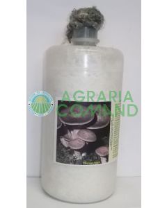 Micelio fresco Cardoncello