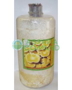 Micelio amarillo fresco de Pleurotus Micelio amarillo fresco de Pleurotus