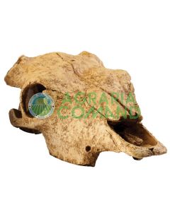 CALAVERA DE BÚFALO
