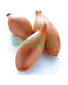 Semillas de chalotas