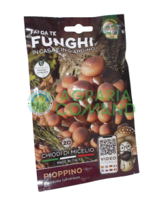 Setas de micelio de álamo Setas de mara