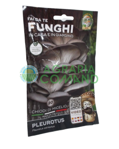 Micelio uñas Pleurotus setas Mara