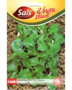 Valeriana verde de Cambrai