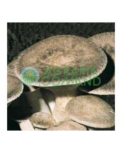 bala de setas cardoncello bala de setas cardoncello