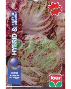 CHICORIA VARIEGATA DI CHIOGGIA Carnevalina COLECCIÓN ESPECIAL