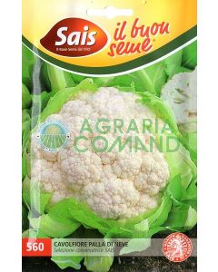 Coliflor bola de nieve