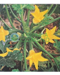 CALABACÍN DIETÉTICO F.1 CALABACÍN DIETÉTICO F.1