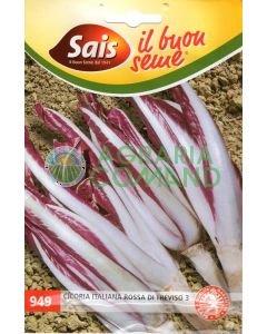 Achicoria de Treviso 3 Sais