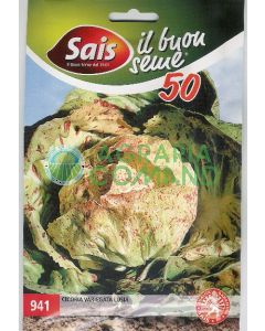 Achicoria variegada Luisa Achicoria variegada Luisa