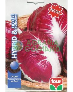 Verona achicoria selección Santi