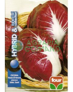 CICORIA ROSSA DI VERONA GR.50 Precoce Selez. Santi (semilla calibrada) CICORIA ROSSA DI VERONA GR.50 Precoce Selez. Santi (semilla calibrada)