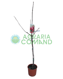 Cerezo Giorgia con portainjerto enano