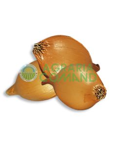 bulbillos de cebolla a partir de semillas