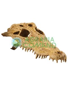 CRÁNEO DE COCODRILO