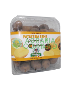 Mini tubérculos de siembra Primura