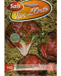 Achicoria roja tardía de Verona