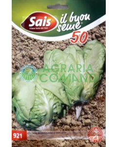 Achicoria de Mantua o Cappotta