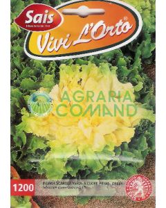 ESCAROLA VERDE - DERBY ESCAROLA VERDE - DERBY