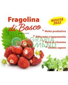 fresa san andreas fresa san andreas