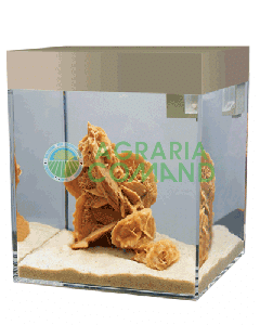 ASKOLL ARENA NATURAL S AQUARIUM LT.13