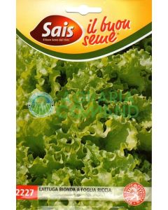 Lechuga rubia de hoja rizada