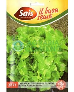 Lechuga_couper_feuille Lechuga_couper_feuille