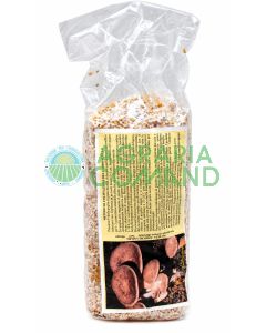 Micelio fresco de cardoncello (Pleurotus eryngii) sobre cereales colonizados, en una bolsa de 2,5 litros para la siembra y el cultivo de setas