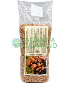 Micelio fresco de Pioppino (Cyclocybe aegerita) sobre cereales colonizados, en una bolsa de 2,5 litros para la siembra y el cultivo de setas