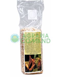 Micelio fresco de shiitake (Lentinula edodes) sobre cereales colonizados, en una bolsa de 2,5 litros para la siembra y el cultivo de setas