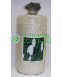 Micelio fresco Coprinus Micelio fresco Coprinus