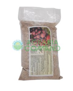 Micelio fresco de álamo