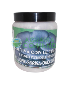Tarro de micelio fresco de Pleurotus Ostreatus
