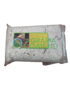 Micelio fresco de seta Shii Take