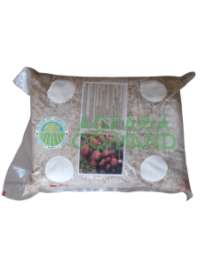 Semillas de micelio Álamo