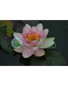 NYMPHAEA HOLLANDIA flor rosa