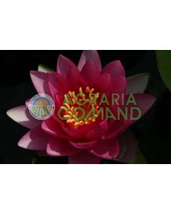 NYMPHAEA ATTRACTION flor roja