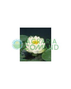 NYMPHAEA MARILACEA ALBIDA flor blanca